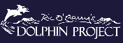 dolphin project